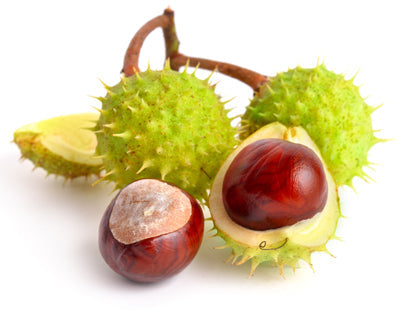Horse Chestnut Seed 